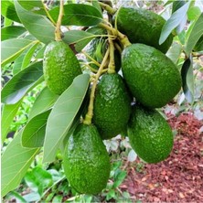 Aşılı Avokado Tüplü, 2 Yaş, 70-90 Cm, Sağlıklı ve Verimli Meyve Bitkisi