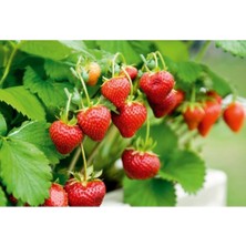 61 Adet Çilek Fidesi, Kokulu ve 1. Sınıf Açık Köktür, Bahçe Dekorasyonu