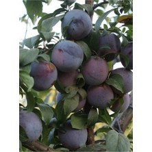 2-3 Yaş Erik Fidanı, 70-90 Cm, Bol Verimli, Soğuğa Dayanıklı