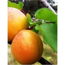 Yüksek Verimli Aşılı Kayısı Fidanı, Sağlıklı ve Güçlü Bitki Seçenekleri