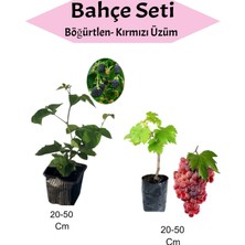 2'li Fidan Seti: Böğürtlen ve Kırmızı Üzüm, Doğa ile Buluşma Fırsatı