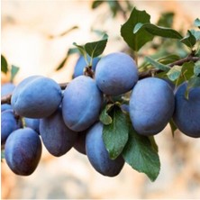 Tüplü Mürdüm Eriği, Doğal ve Tatlı Meyve Lezzeti