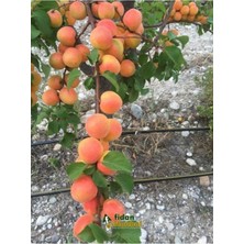 Yüksek Verimli Aşılı Kayısı Fidanı, Şekerpare Çeşidi, Sağlıklı ve Verimli Yetiştirici