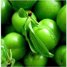 Aşılı Yeşil Can Erik Fidanı 2-3 Yaş, Sağlıklı ve Güçlü Meyve Bitkisi