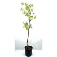 Vişne Fidanı 2-3 Yaş 90 cm Bol Verimli ve Dayanıklı, Kütahya Yetiştirili