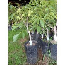 Yüksek Verimli Tüplü Ceviz Fidanı, Salkım, 70-90 cm