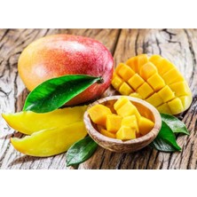 Sağlıklı ve Güzel Büyüyen 25 Ila 30 cm Boyunda Mango Fidanı