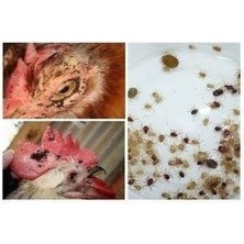 MOONMİTE  1 kg - Kümes ve Ahır Gibi Yerlerde Bit, Pire, Kene Ilacı
