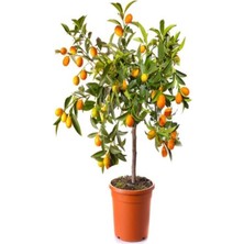 Canlı Kumkuat Fidanı, Sağlıklı ve Güzel Meyve Ağacı Seçeneği