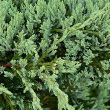 1 Metre Ardıç Fidanı, Doğal Bahçe Bitkisi