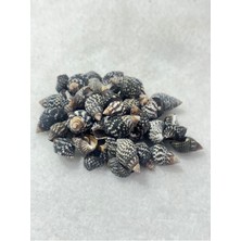 Deniz Kabuğu Koyu Renk Paket (50 Adet)
