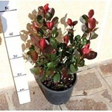 Bodur Alev Çalısı 30 cm Saksılı