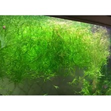 Akvaryum Canlı Bitki (10X10) (Lepistes Otu) (Najas Guadalupensis)