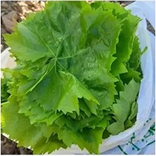 Asma Yaprağı Salamura 1 kg
