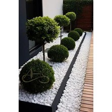 Beyaz Dolomit Taş 5 kg 2-4 cm Dere Çakıl Taşı Bahçe Peyzaj Süs Taşı Saksı Teraryum Akvaryum Taşı