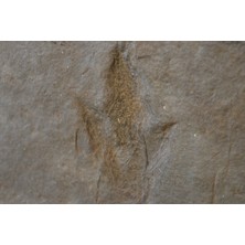 Byr Dinozor Ayak Izi Fosili (Plastik Aparattır!!!) 3D