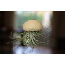 Byr Hava Tesisi Için Deniz Kestanesi Evi (Sadece Plastik Aparattır!!!) 3D