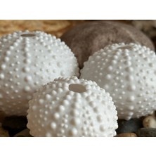 Byr Deniz Kestanesi Kabuğu (Sadece Plastik Aparattır!!!) 3D