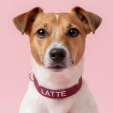 Lusi Doog Kişiye Özel Köpek Boyun Tasması Isme Özel Köpek Tasması Isimli Köpek Tasması (Bordo)