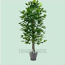 Erhan Flowers 110 cm Yapay Benjamin Ağacı Plastik Saksıda