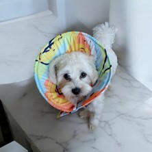 Kedi ve Köpek Koni Yakalığı ,elizabeth Yakalık, Ameliyat Sonrası Koruyucu Yakalık