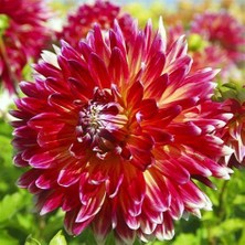 20 Adet Dev Yıldız Dahlia Çiçeği Soğanı Yumrusu 10 Renk Karışık 7 Cm.yeni Mahsul.. Çimlenme Garantilidir..