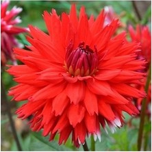 20 Adet Dev Yıldız Dahlia Çiçeği Soğanı Yumrusu 10 Renk Karışık 7 Cm.yeni Mahsul.. Çimlenme Garantilidir..