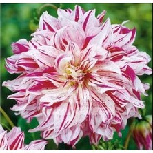 20 Adet Dev Yıldız Dahlia Çiçeği Soğanı Yumrusu 10 Renk Karışık 7 Cm.yeni Mahsul..