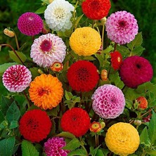 20 Adet Dev Yıldız Dahlia Çiçeği Soğanı Yumrusu 10 Renk Karışık Yumru Boyu 10 Cm.yeni Mahsul.. Çimlenme Garantilidir..