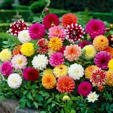 20 Adet Dev Yıldız Dahlia Çiçeği Soğanı Yumrusu 10 Renk Karışık Yumru Boyu 10 Cm.yeni Mahsul.. Çimlenme Garantilidir..