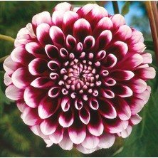 20 Adet Dev Yıldız Dahlia Çiçeği Soğanı Yumrusu 10 Renk Karışık Yumru Boyu 10 Cm.yeni Mahsul.. Çimlenme Garantilidir..