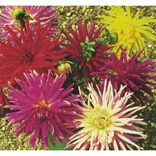 12 Adet Dev Yıldız Dahlia Çiçeği Soğanı Yumrusu 12 Renk Karışık Yumru Boyu 10 Cm.yeni Mahsul.. Çimlenme Garantilidir..