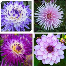 30 Adet Dev Yıldız Dahlia Çiçeği Soğanı Yumrusu 12 Renk Karışık Yumru Boyu 10 Cm.yeni Mahsul.. Çimlenme Garantilidir..