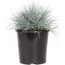 Tunç Botanik MAVİ SÜS ÇİMİ 5 ADET - FESTUCA OVİNA