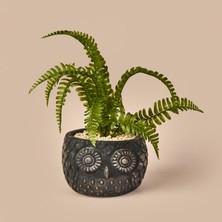 Objevi Saksılı Yapay Çiçek -  Siyah / Yeşil - 29 cm