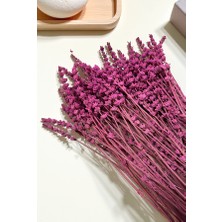 Cassia Lavanta Kuru Bitki Pembe