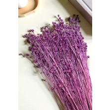 Cassia Keten Kuru Bitki Mor