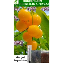 Bodur Tarım Bulancak 2 Yaşında Yarı Bodur Tüplü Topraklı Aşılı Star Golt Beyaz Ayran Kiraz Meyve Fidanı
