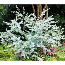 Mavi Okaliptus Fidanı