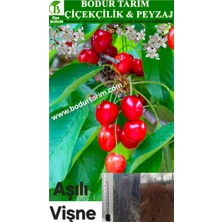 Bodur Tarım Bulancak 2 Yaşında Yarı Bodur Tüplü Topraklı Aşılı Vişne Meyve Fidanı