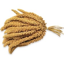 Sarı Dal Darı