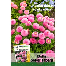 20 Adet Bellis - Şeker Tabağı Tohumu