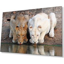 Aslan Cam Tablo 4mm Dayanıklı Temperli Cam