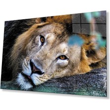 Aslan Cam Tablo 4mm Dayanıklı Temperli Cam