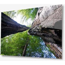 Doğa Cam Tablo 4mm Dayanıklı Temperli Cam