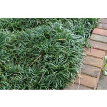 Tunç Botanik GÖLGE ÇİMİ 45 ADET - MEZARLIK KABİR BİTKİSİ