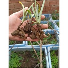 3 Adet Salep Yumrusu Yeni Mahsul Çimlenme Garantili..