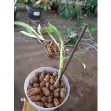 3 Adet Salep Yumrusu Yeni Mahsul Çimlenme Garantili..