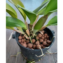 3 Adet Salep Yumrusu Yeni Mahsul Çimlenme Garantili..