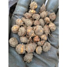 5 Adet Salep Yumrusu Yeni Mahsul Çimlenme Garantili..dikilmeye Hazır...